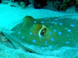 Blue Spotted Ray, Red Sea Trip March 2008, T. Murphy.jpg